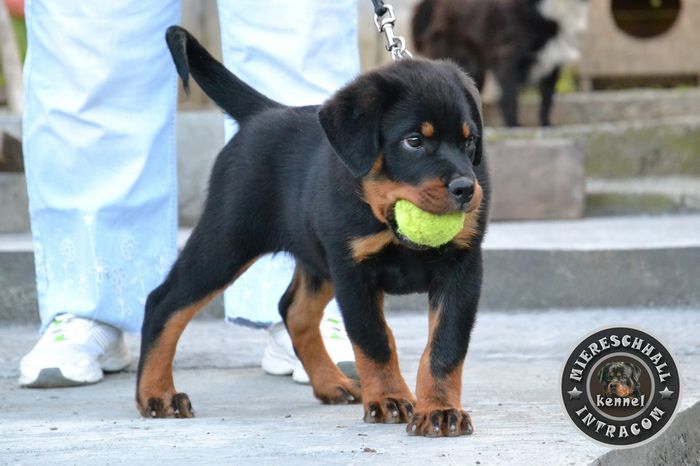 Pui Rottweiler - 1Contact