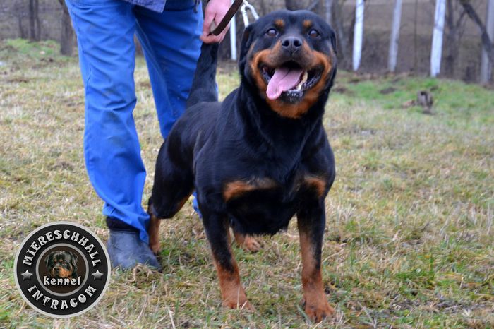 Lusi Vom Beni; Femela Rottweiler
