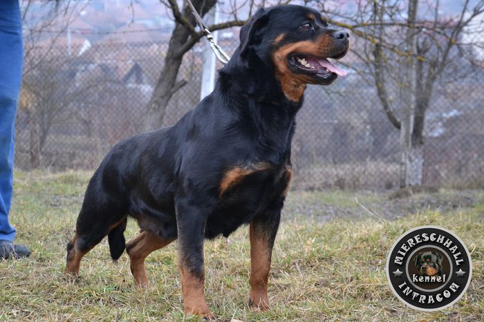 Lusi Vom Beni; Femela Rottweiler
