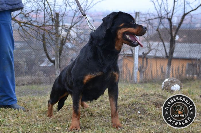 Lusi Vom Beni; Femela Rottweiler
