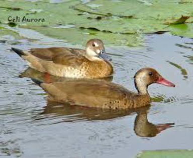 Amazonetta brasiliensis