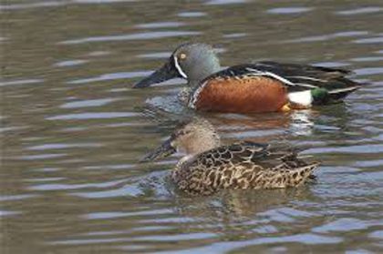 Anas rhynchotis