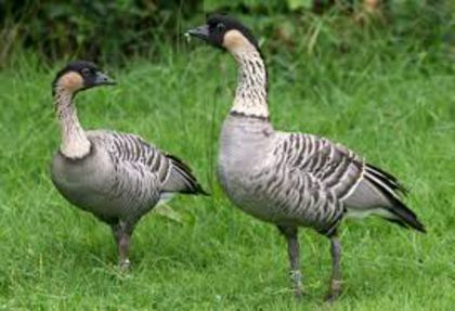 Branta sandvicensis