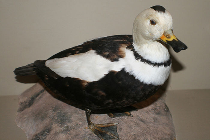 Camptorhynchus labradorius - A Specii de Rate Gaste Lebede