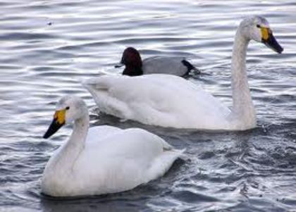 Cygnus columbianus - A Specii de Rate Gaste Lebede