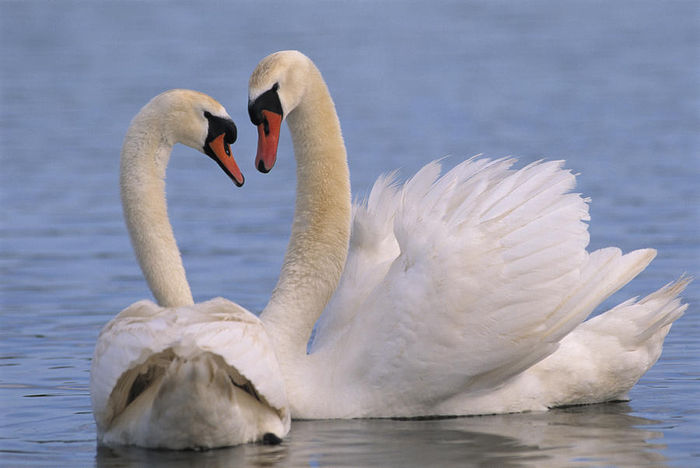 Cygnus-olor - A Specii de Rate Gaste Lebede