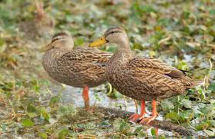 imagesAnas fulvigula