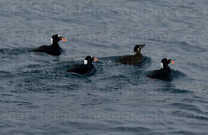 Melanitta perspicillata