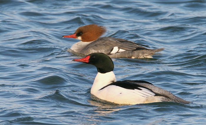 Mergus merganser