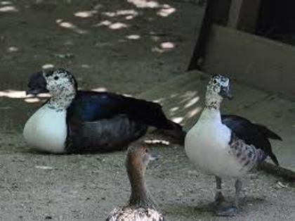 Sarkidiornis melanotos