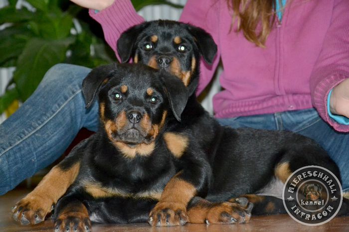 Pui Rottweiler de vanzare; Pui Rottweiler cu pedigree de vanzare
