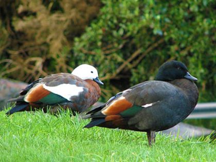 Paradise Shelduck