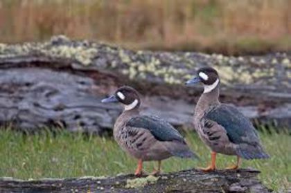 Speculanas specularis