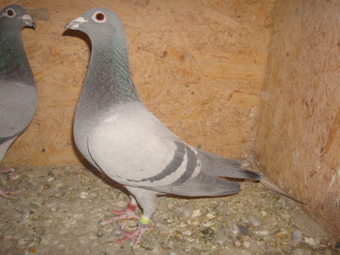 G.Vandenabeele,Dellbar