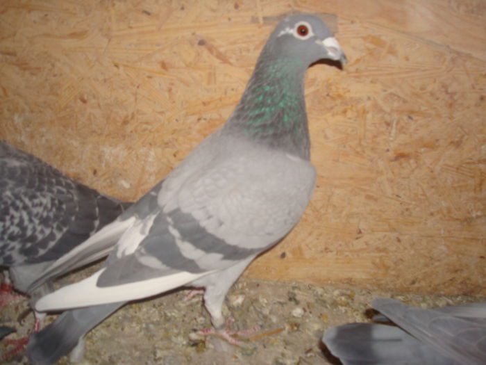 G.Vandenabeele,Dellbar,Fabry; Fiica din Loc 1 AS Maraton 2011
