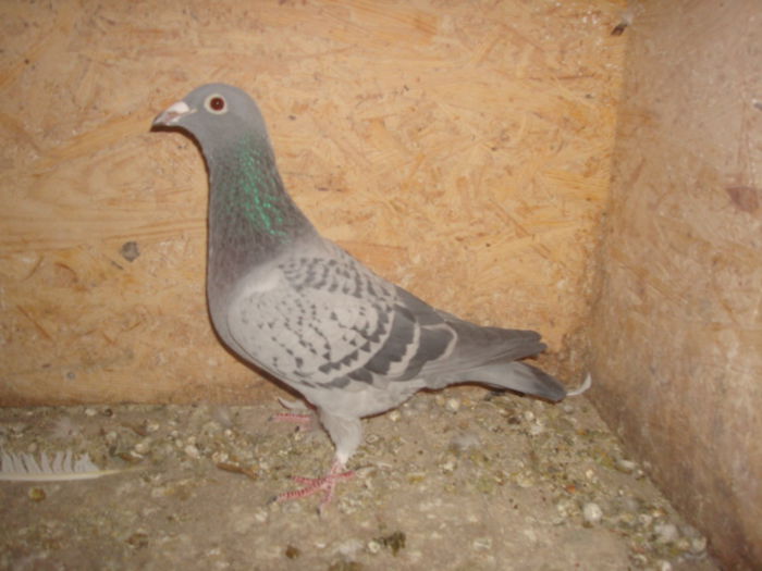 G.Vandenabeele,A.v.Gerwen