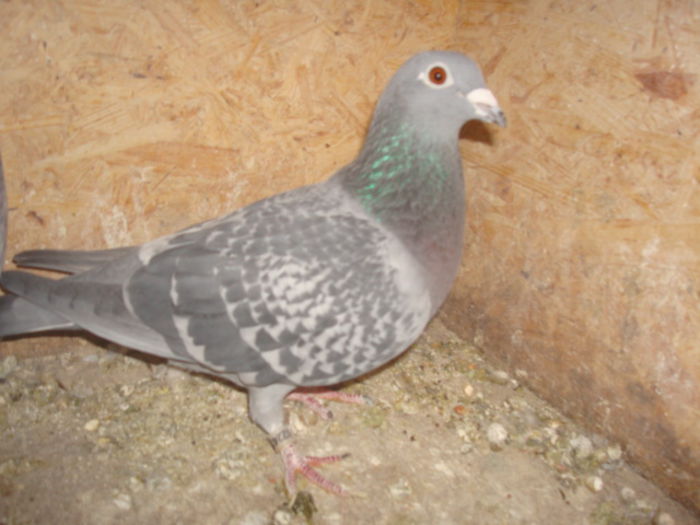 G.Vandenabeele,Dellbar,Fabry; Fiica loc 1 AS MARATON 2011
