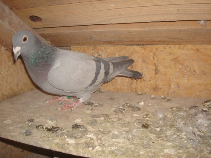 Koopman,V.Dyck,Janssen