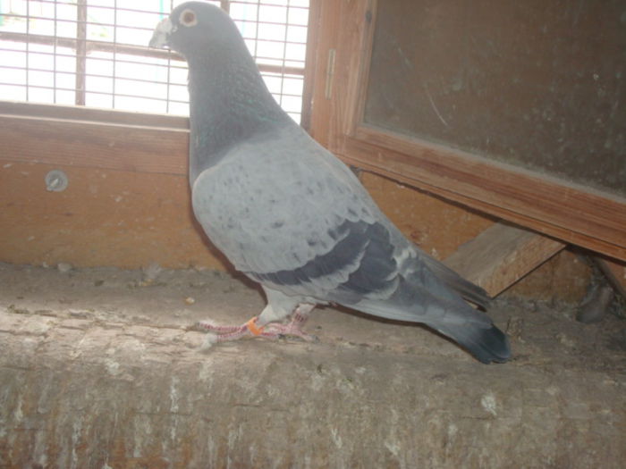 G.Vandenabeele,Janssen,Fabry