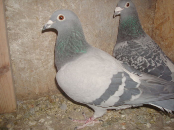 G.Vandenabeele,Dellbar,Fabry; Fiica din Loc 1 As Maraton
