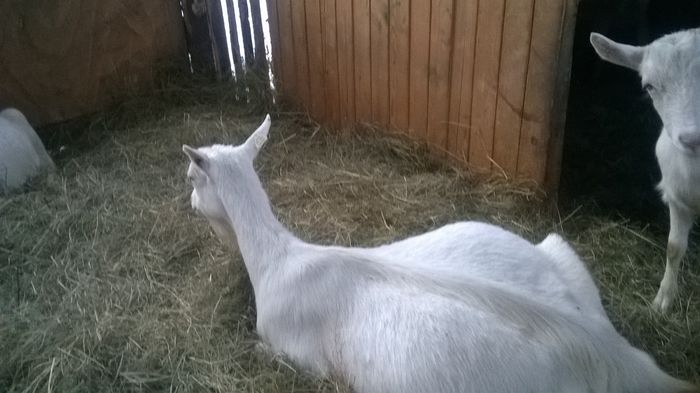 WP_20150115_016 - Capre 2015