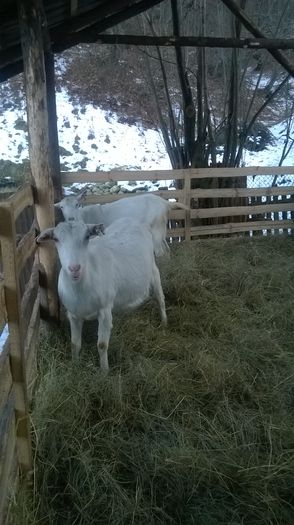 WP_20150115_018 - Capre 2015