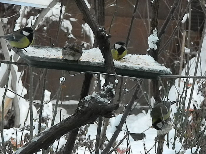 DSCN3135 - SOCIALIZARE_2