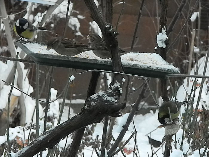 DSCN3140 - SOCIALIZARE_2