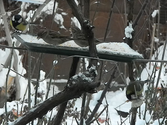 DSCN3141 - SOCIALIZARE_2