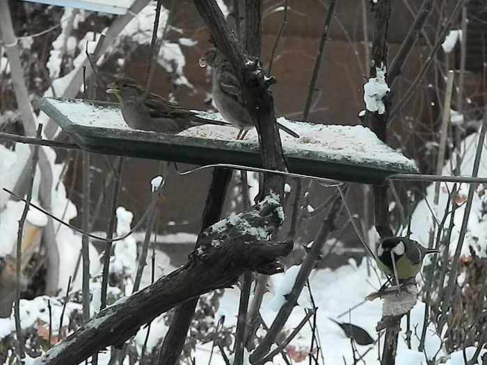 DSCN3147 - SOCIALIZARE_2