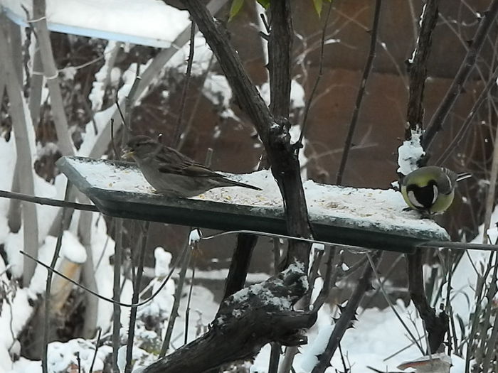 DSCN3152 - SOCIALIZARE_2