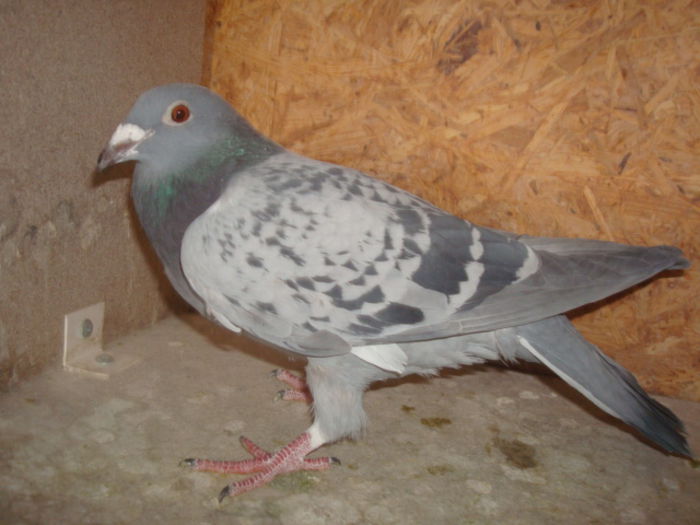 vanduta RO 2014-255640 (100 lei)