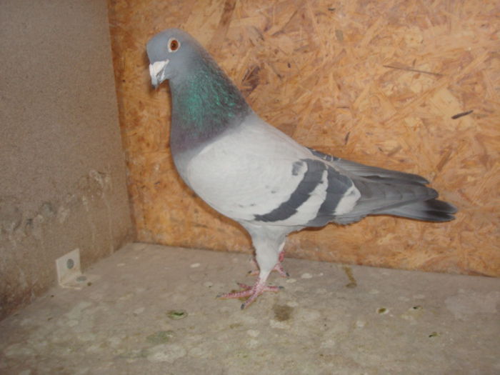 vandut RO 2014-690035(150 lei)