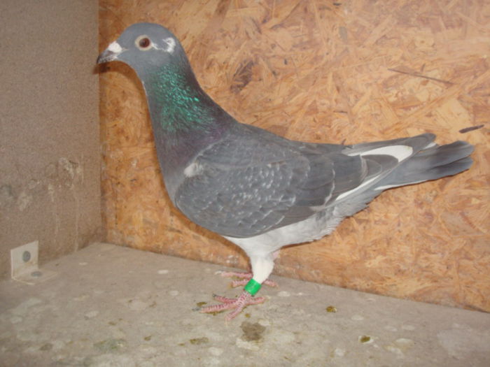 Vandut RO 2014-3006275(300 lei)Fiu Loc 1 As Maraton + loc 1 Fond Palmares