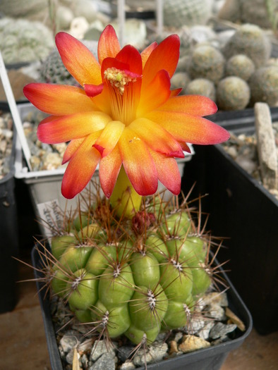 matucana_ritteri - genul Matucana