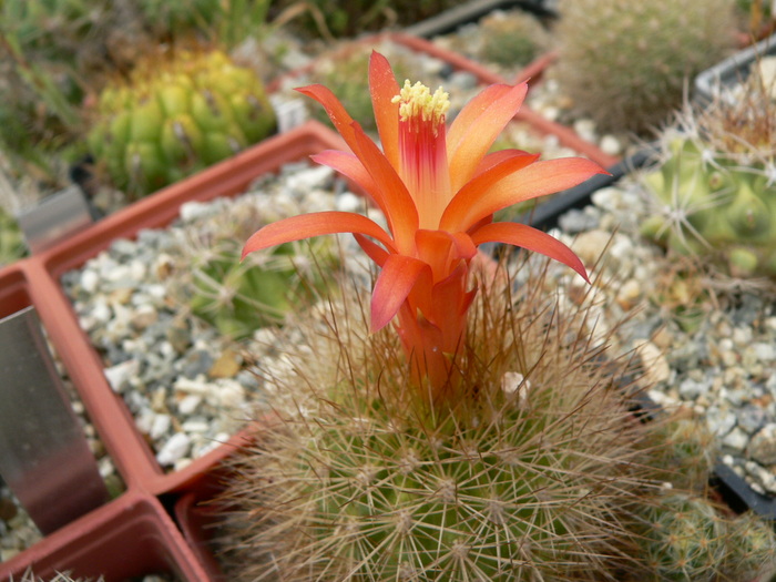 matucana_weberbaueri