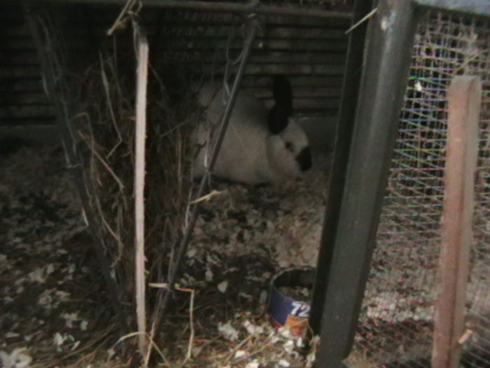 IMGA0981 - ADAPOST - CALIFORNIAN