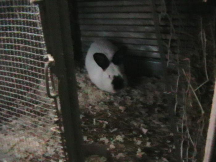 IMGA0982 - ADAPOST - CALIFORNIAN