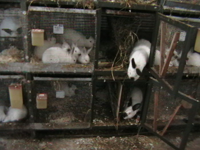 IMGA0984 - ADAPOST - CALIFORNIAN