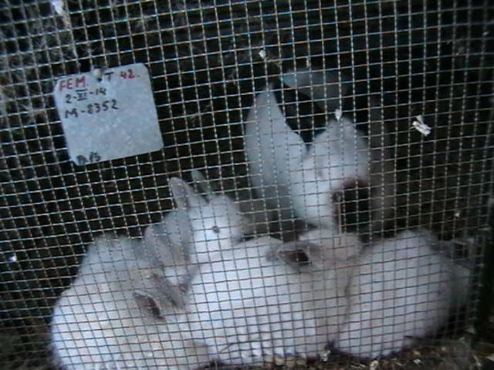 IMGA0985 - ADAPOST - CALIFORNIAN