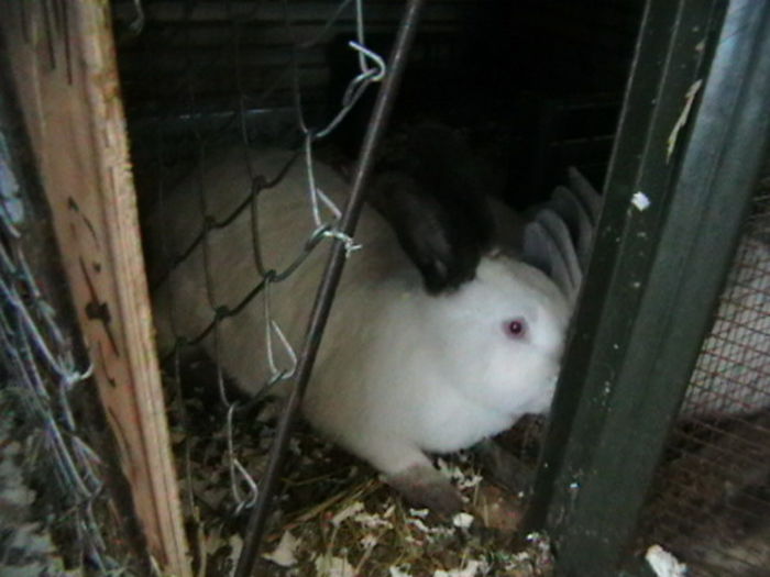 IMGA0986 - ADAPOST - CALIFORNIAN