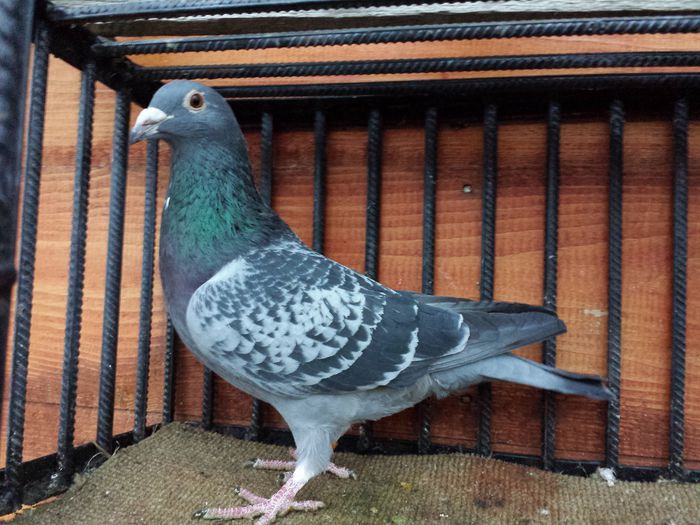 20150115_164649 - E-Amintiri