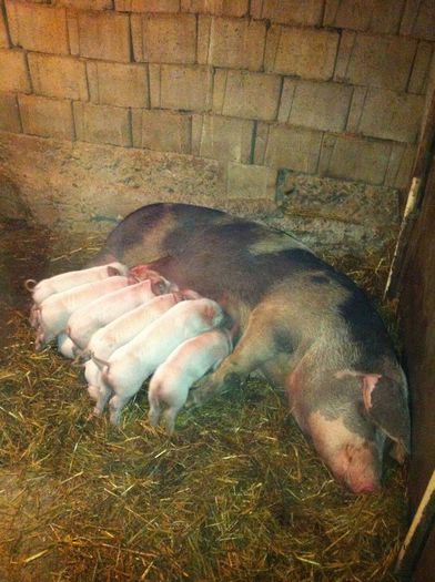 10917476_847576008619716_593369923_n