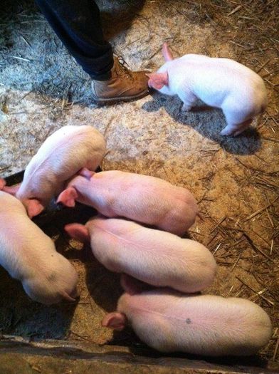 10917614_847576005286383_2073112823_n