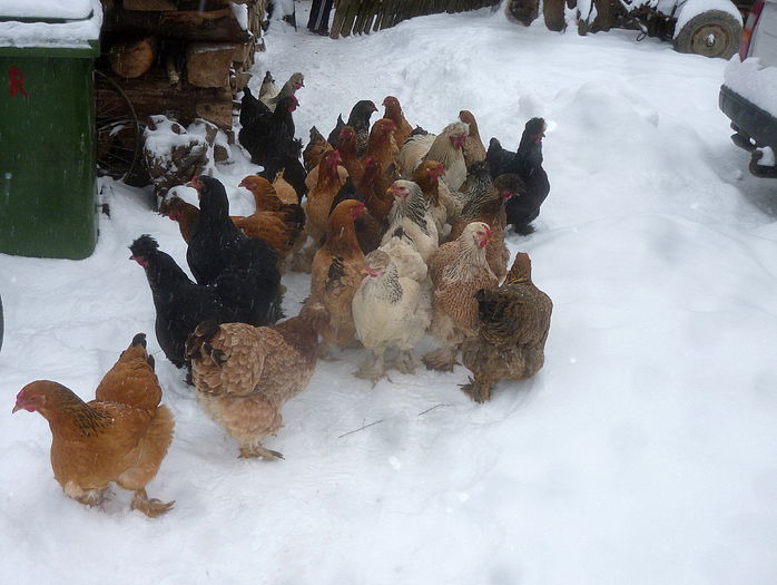 cateva din gaini - Gospodaria