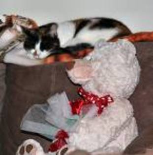 imagesCAAQSIJK - Happy Valentine is day