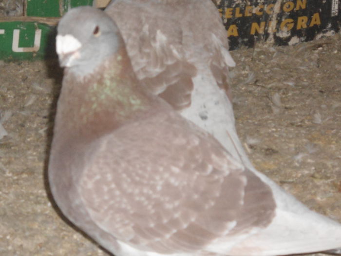 M-2013-vandut - 5-AMERICAN SHOW RACER