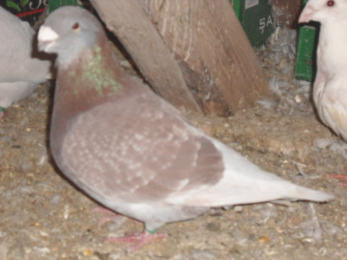 M-2013-vandut - 5-AMERICAN SHOW RACER