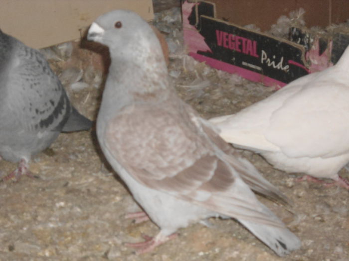 M-2013 HU-vandut - 5-AMERICAN SHOW RACER