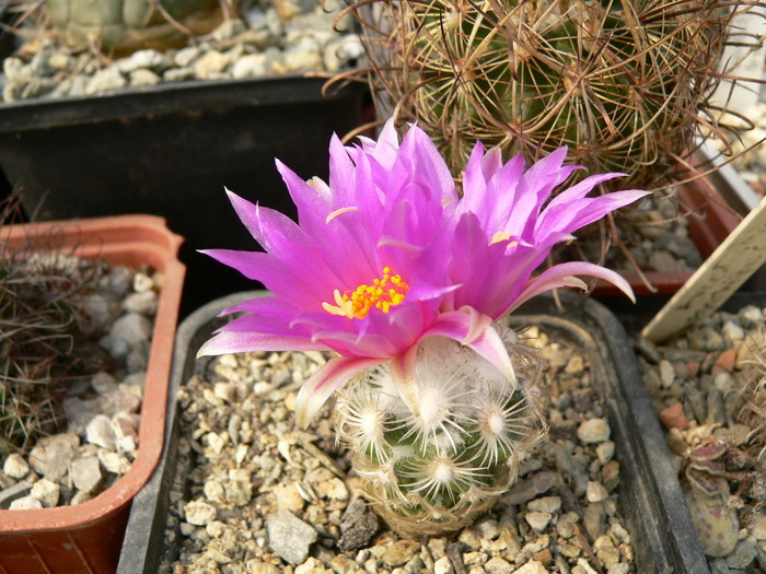 neolloydia_grandiflora